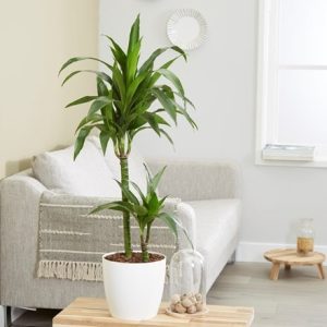 Dracaena fragrans Janet Craig and pot cover