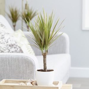 Dracaena marginata Bicolor and pot cover