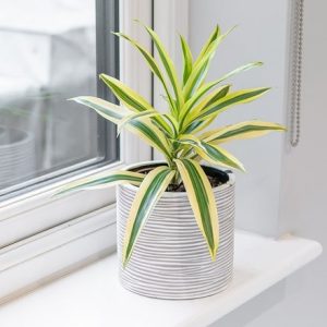 Dracaena reflexa Song of India