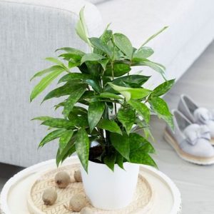 Dracaena surculosa and pot cover