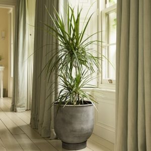 Dragon tree & aluminium urb pot - tall combination