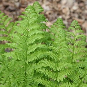 Dryopteris affinis Cristata