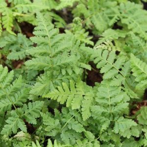 Dryopteris dilatata