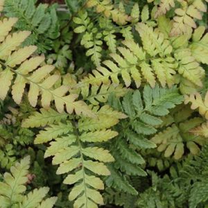 Dryopteris erythrosora var. prolifica