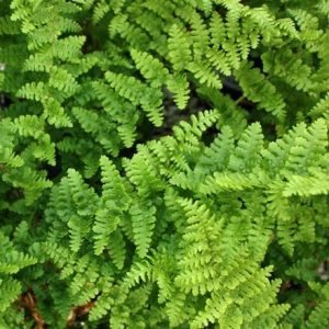 Dryopteris filix-mas Barnesii