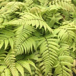 Dryopteris goldieana