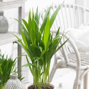 Dypsis lutescens and pot cover