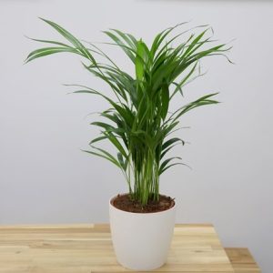 Dypsis lutescens and pot cover