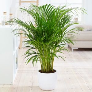 Dypsis lutescens and pot cover