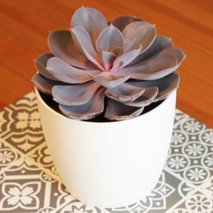 Echeveria Purple Pearl (PBR)