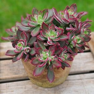 Echeveria pulvinata Devotion ('BCEC-12.001') (PBR)