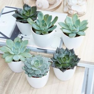 Echeveria starter collection and pot covers