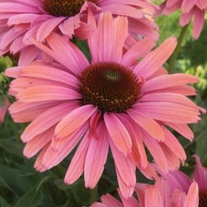 Echinacea SunSeekers Rainbow ('IFECSSRA') (PBR) (SunSeekers Series)