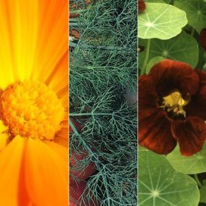 Edible flower seed combination