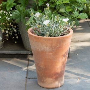 Empoli terracotta lily pot