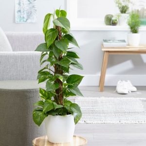 Epipremnum aureum and pot cover