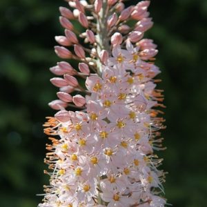 Eremurus robustus