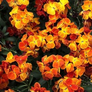 Erysimum Sugar Rush Orange (Sugar Rush Series)