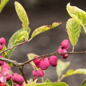 Euonymus phellomanus