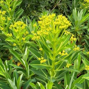 Euphorbia stygiana Sunny Side Up