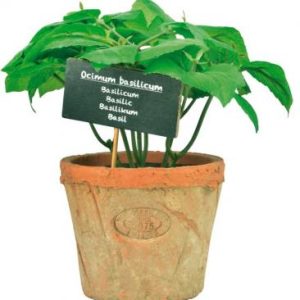 Fallen Fruits Artificial Basil In Terracotta Pot (Size L)