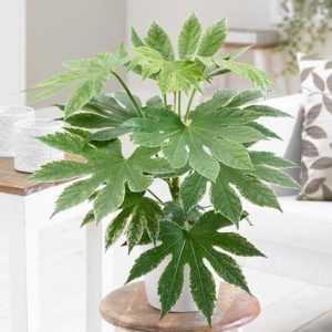 Fatsia japonica Tsumugi-shibori and pot cover