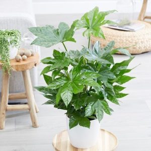 Fatsia japonica and pot cover