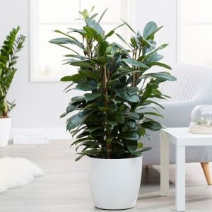 Ficus cyathistipula and pot cover