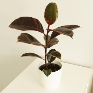 Ficus elastica Ruby