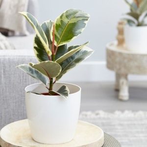 Ficus elastica Tineke and pot cover