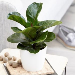 Ficus lyrata Bambino (PBR) and pot cover