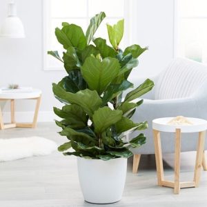 Ficus lyrata & pot cover combination