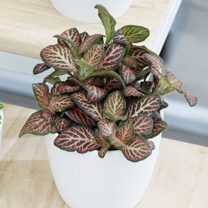 Fittonia Bottle garden / terrarium plant and pot cover