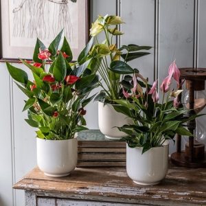 Flamingo flower collection