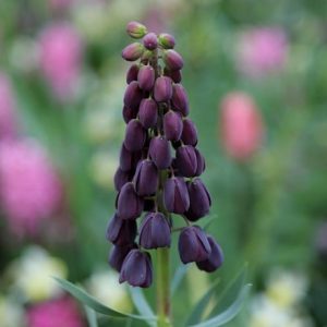 Fritillaria persica