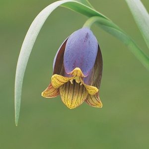 Fritillaria uva-vulpis