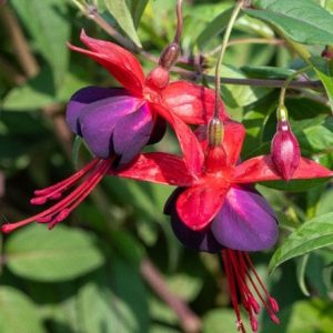 Fuchsia Lady Boothby