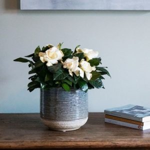 Gardenia jasminoides and pot cover