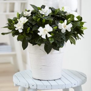 Gardenia jasminoides and pot cover