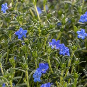 Glandora prostrata Heavenly Blue