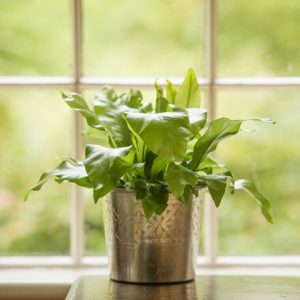 Hand etched aluminium planter and Asplenium nidus