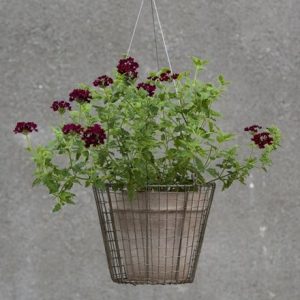 Hanging pot basket & vaso taupe classic pot with Verbena 'Claret'