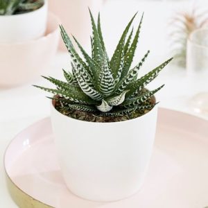 Haworthia fasciata 'Big Band' and pot cover