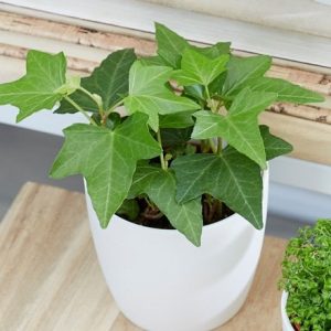 Hedera Bottle garden / terrarium plant and pot cover