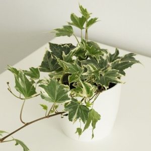 Hedera helix White Ripple