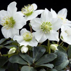 Helleborus niger Christmas Carol