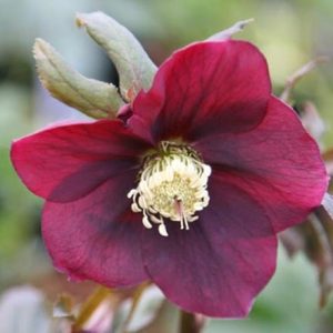 Helleborus × hybridus Harvington red