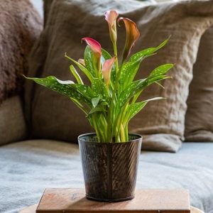 Herringbone zinc metal pot