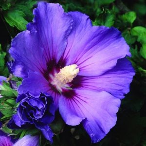 Hibiscus syriacus Oiseau Bleu