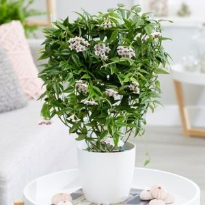 Hoya lanceolata subsp. bella and pot cover